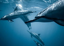 kaiyun-王勤伯：足球天生自带平等性